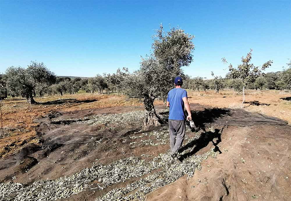 Finca Aceite La Jacoba Un olivar con un hombre vareando aceitunas.
