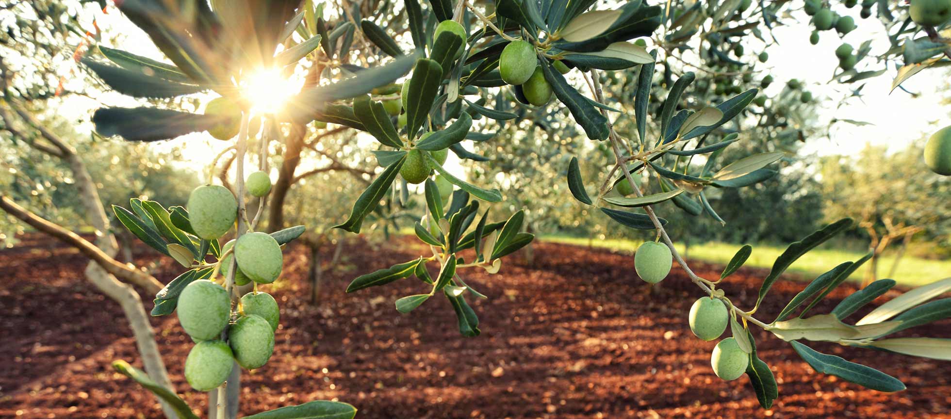 Nuestras variedades Aceite La Jacoba Racimo de aceitunas verdes colgando de un olivo en un campo.